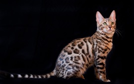 Preview wallpaper Bengal cat, black background