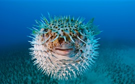 Preview wallpaper Puffer fish, front view