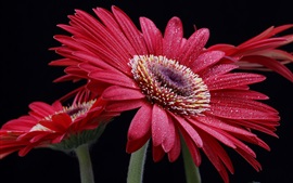 壁紙のプレビュー 赤いガーベラの花、水滴