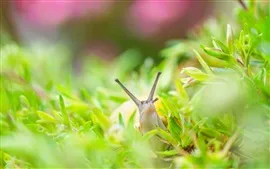 Preview wallpaper Snail, grass, insect