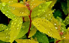 緑の葉、水滴、植物