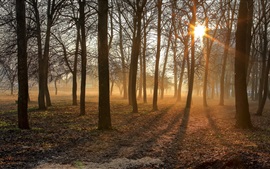 Preview wallpaper Morning, trees, sun rays, fog