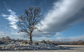 Preview wallpaper Clouds, tree, grass, snow, winter