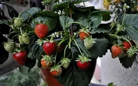 Strawberries, houseplants