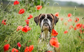 壁紙のプレビュー 犬、赤いケシの花、夏