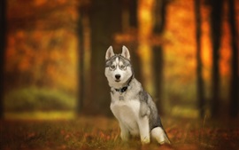 Husky dog sit on ground, autumn