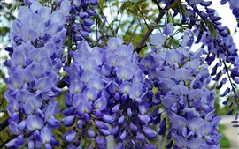 Preview wallpaper Blue wisteria flowers, flowering, spring