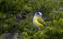 緑の羽鳥、木、小枝