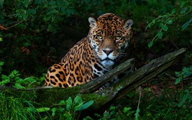 Jaguar, arvoredos, verão