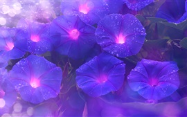 Preview wallpaper Purple morning glory, flowers, water drops