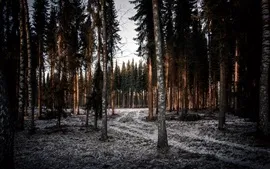 Preview wallpaper Winter, trees, spruce, frost