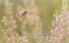 Borboleta, flores silvestres