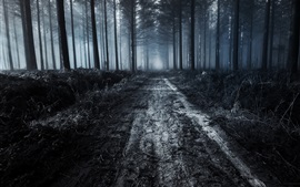 Aperçu fond d'écran Forêt, route, crépuscule, brouillard