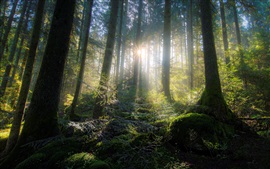 Preview wallpaper Forest, trees, moss, sun rays