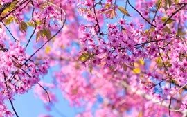 Aperçu fond d'écran Printemps, floraison de sakura, fleurs d'arbres roses