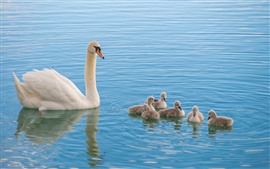 Preview wallpaper White swan family, kids, lake