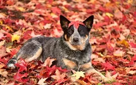 Automne, chien, feuilles d'érable rouge