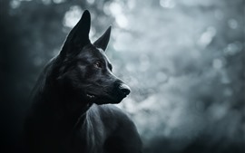 Black dog, hazy