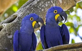 Aperçu fond d'écran Deux perroquets bleus, ara