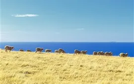 Preview wallpaper Blue sea, grass, sheep