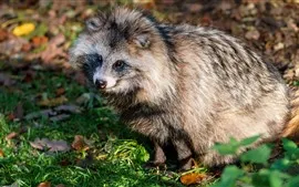 Aperçu fond d'écran Raton laveur mignon, assis sur le sol, la faune