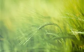Preview wallpaper Grass spikelets close-up