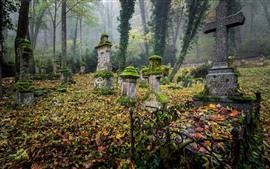 Могилы, кладбище, мох, кресты