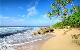 Palmiers, plage, mer, vagues, rochers