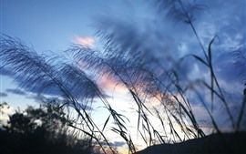 Preview wallpaper Reed, grass, sky, dusk