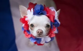 壁紙のプレビュー かわいい白い子犬、見て、花輪