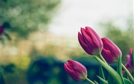 Aperçu fond d'écran Tulipes roses, fleurs, tiges, feuilles, brumeuses