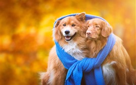 Preview wallpaper Two dogs, friends, blue scarf