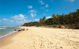 壁紙のプレビュー ブラジル、ビーチ、ヤシの木、海、海岸