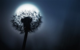 Preview wallpaper Dandelion, moon, night