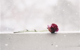 壁紙のプレビュー 1つの赤いバラ、雪