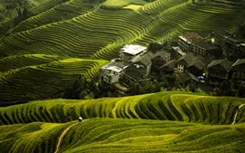 Aperçu fond d'écran Belles terrasses de riz Longji, village, Guilin, Chine