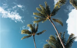 壁紙のプレビュー ココナッツの木、空、雲