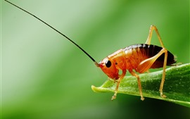 クリケット、昆虫、緑色の背景