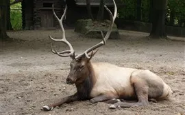 Aperçu fond d'écran Cerf, repos, cornes, zoo