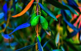Preview wallpaper Green olives, leaves