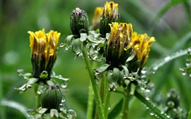 Preview wallpaper Yellow dandelions flowers, water droplets