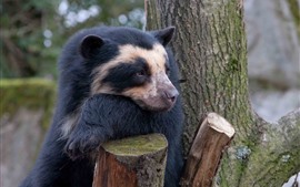 Preview wallpaper Sadness bear