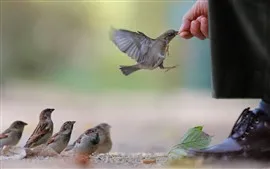 壁紙のプレビュー スズメ、餌
