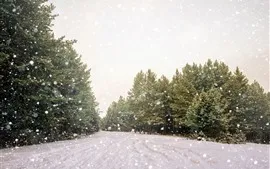 壁紙のプレビュー 木、雪、冬、まぶしさ