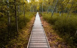 Aperçu fond d'écran Parc, allée de bois, arbres