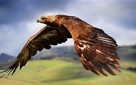 壁紙のプレビュー ワシ飛行、翼、空