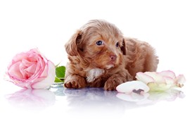 Visualizar papel de parede Filhote de cachorro bonito e rosa, fundo branco