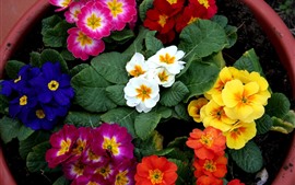 Preview wallpaper Different colors of primrose