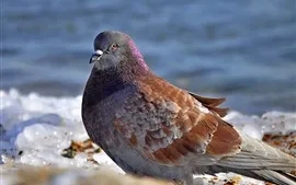 壁紙のプレビュー 鳩、鳥、氷、冬