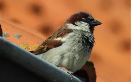 壁紙のプレビュー スズメ、鳥、滞在